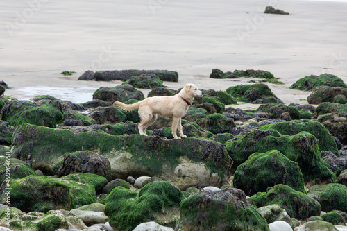 Fototapeta Naklejka Na Ścianę i Meble -  Young Puppy at the beach near Le Havre, France, Europe