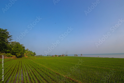 Rice fields with clear blue sky in the morning near the Loji beach Sukabumi, Indonesia. photo