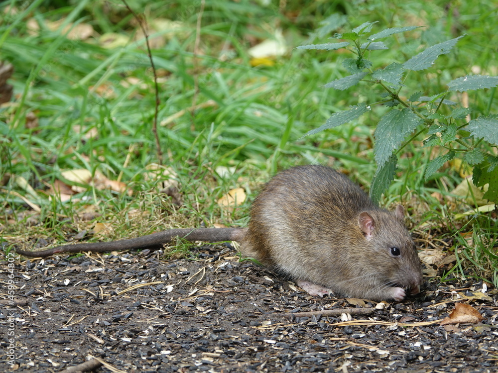 brown rat (Rattus norvegicus) feeding on fallen bird seed brown rat (Rattus norvegicus) feeding on fallen bird seed