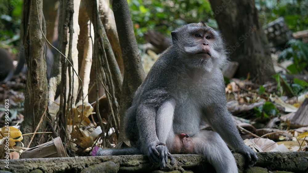 Obraz premium Monkey