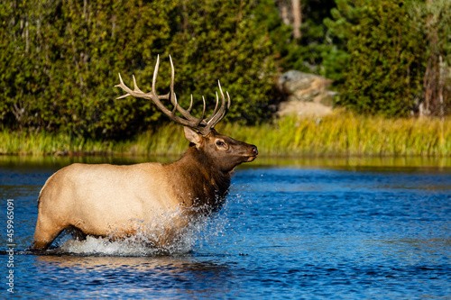 Elk crossing Sprague Lake in Colorado