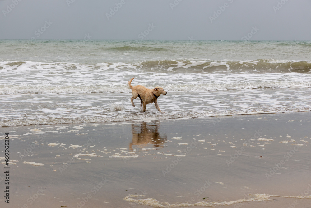 Young Puppy at the beach near Le Havre, France, Europe Young Puppy at the beach near Le Havre, France, Europe