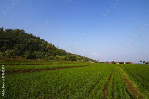 Rice fields with clear blue sky in the morning near the Loji beach Sukabumi  Indonesia.