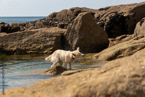 Young Puppy at the coast in Ploemeur, France, Europe