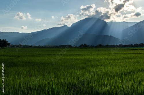 rice field background high mountain landscape beauty of nature hot and humid forest
