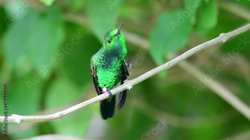 A glittering green Copper-rumped hummingbird (Amazilia tobaci) preening itself on a branch in the rainforest of the Arima Valley in the Caribbean.