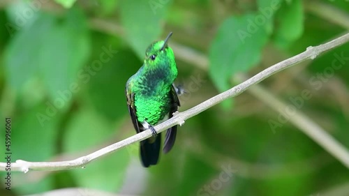 A glittering green Copper-rumped hummingbird (Amazilia tobaci) preening itself on a branch in the rainforest of the Arima Valley in the Caribbean. photo