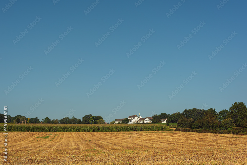 Field of corn and a white house in a hilly landscape under a clear blue sky on a sunny summer day.