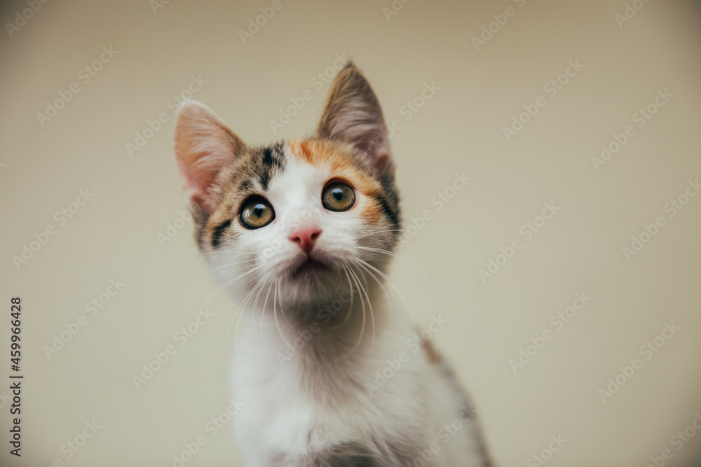 Beautiful European cats relaxing at home. Beautiful European cats relaxing at home.