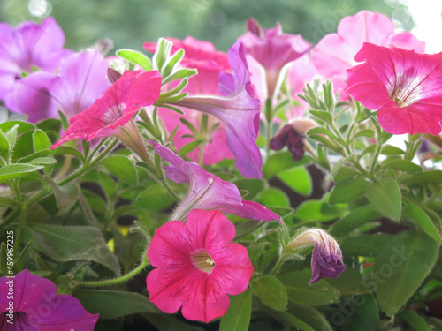 colorful petunia in a hanging pot  pink and purple