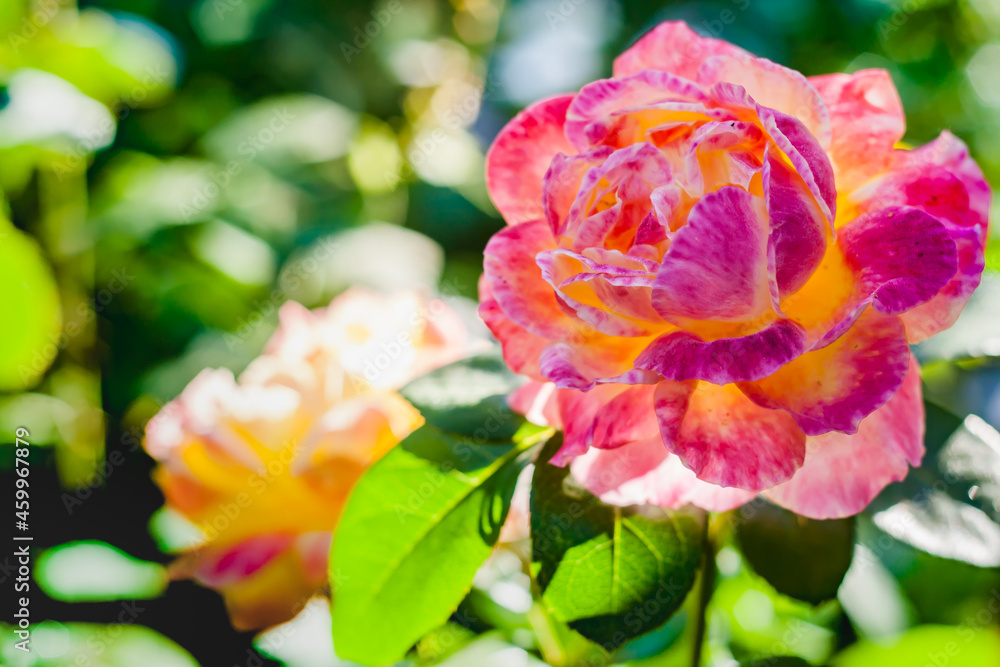 Fototapeta premium Big pink rose flower close-up in sunny morning