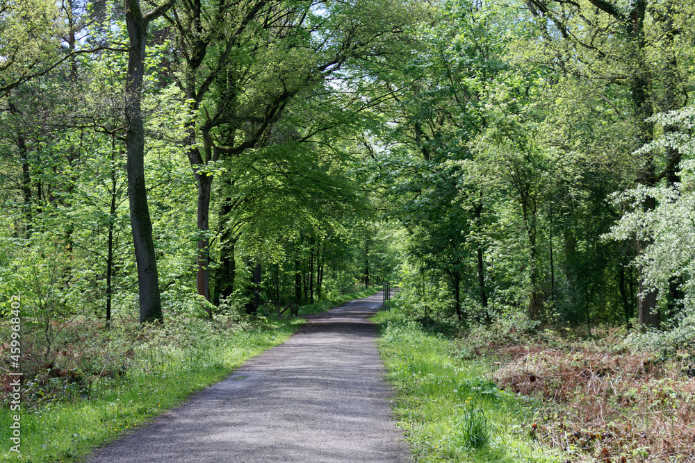 Obraz premium path in the woods