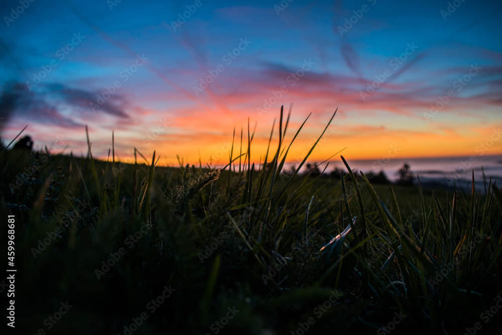 wheat field at sunrise