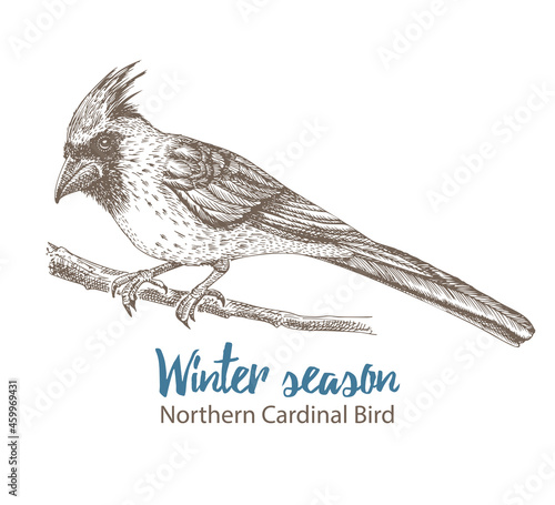 Hand-drawn sketch northern cardinal. Bird sitting on twig. Isolated on white background. Engraving style. Winter season birds for victorian retro holiday cards design. Vintage illustration