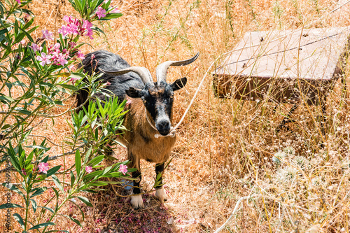 Beautiful brown goat on Simi Island near Rhodes, Greece photo