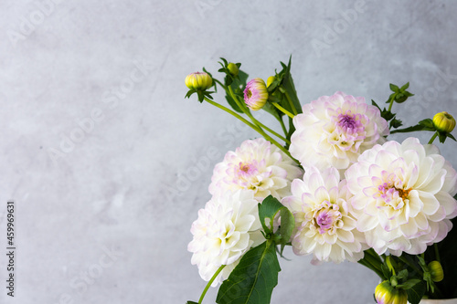 Beautiful autumn bouquet of spherical dahlias close-up on a gray wall background