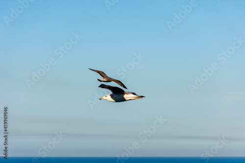 Two flying seagulls over the Mediterranean sea.