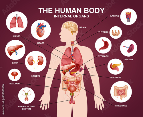 Internal Human Organs Silhouette Composition