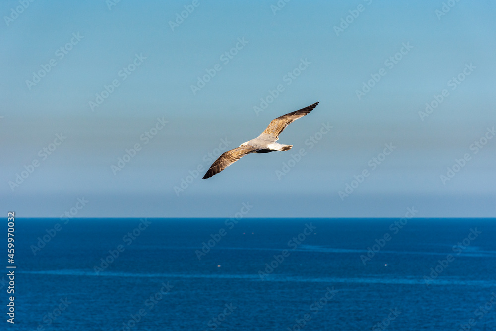 Flying seagull over the Mediterranean sea.