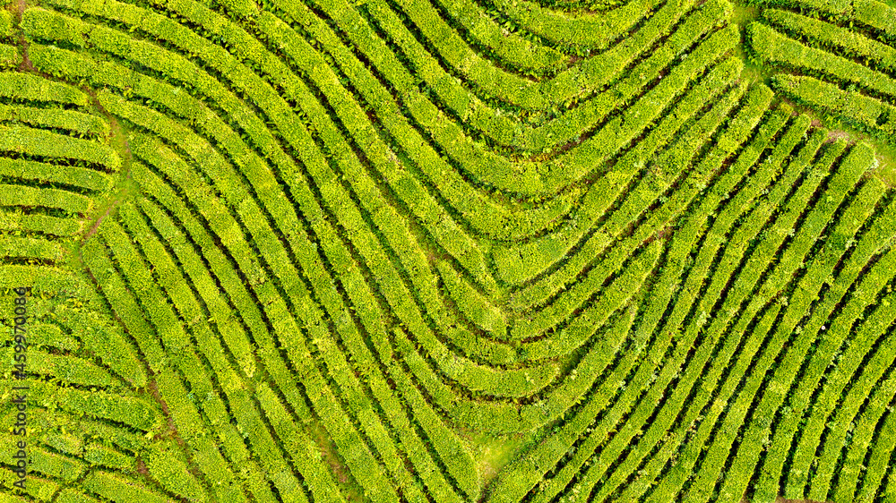 Fototapeta premium Aerial view shot from drone of green tea plantation, Top view aerial photo from flying drone of a tea plantation