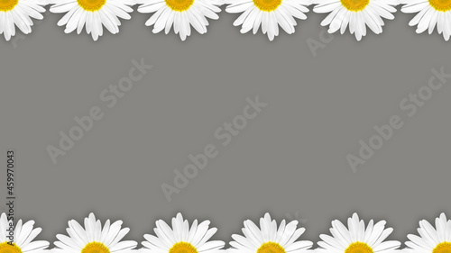 Chamomile flower illuminate ultimate gray frame background © Svet105