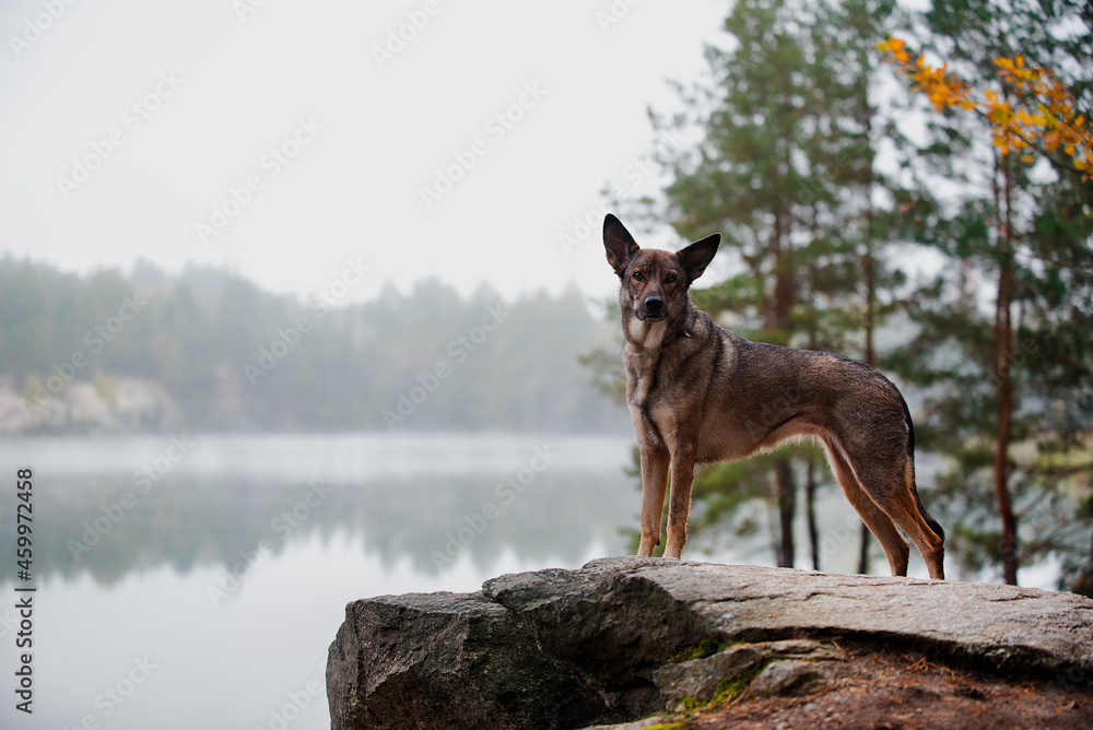 german shepherd dog in the forest behind lake german shepherd dog in the forest behind lake