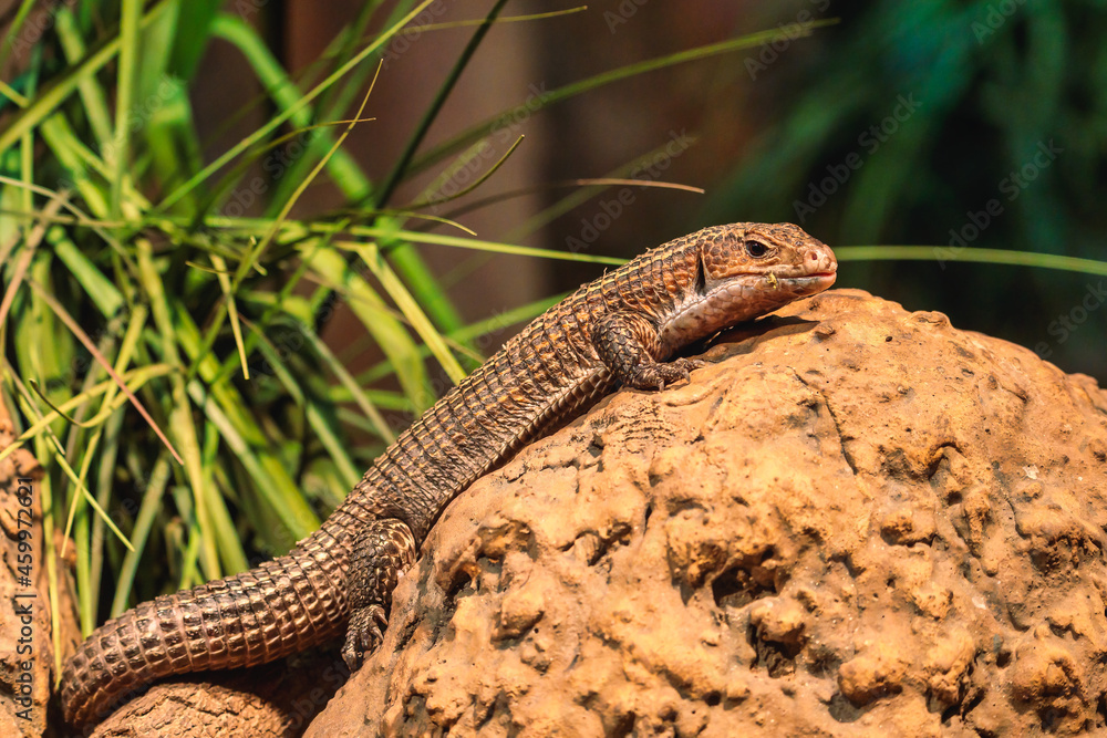 Fototapeta premium Safari Adventure - The call of the wild