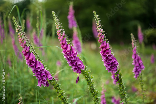 Close up of the beautiful but toxic blossoms of foxglove (Digitalis purpurea) plants, blooming purple and pink. Common foxglove is a species of flowering plant in the plantain family Plantaginaceae.
 photo