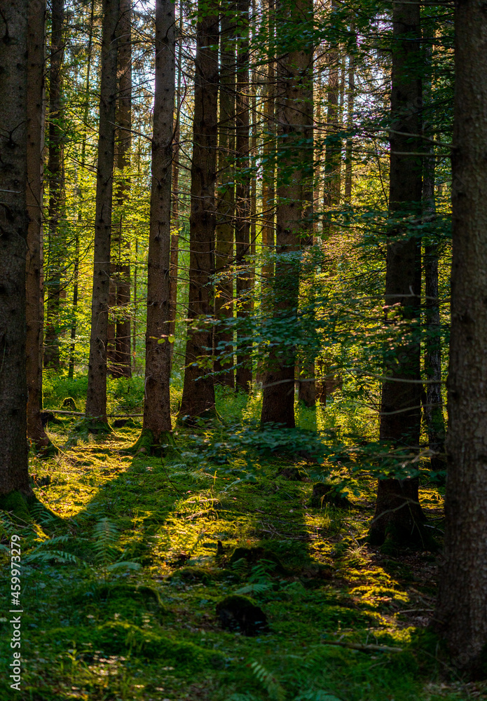 Obraz premium Herbststimmung im Wald
