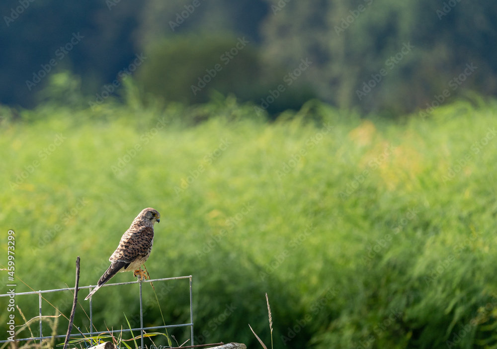 Fototapeta premium Hunter 