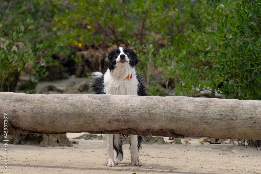 border collie jumping a trunk on the beach border collie jumping a trunk on the beach
