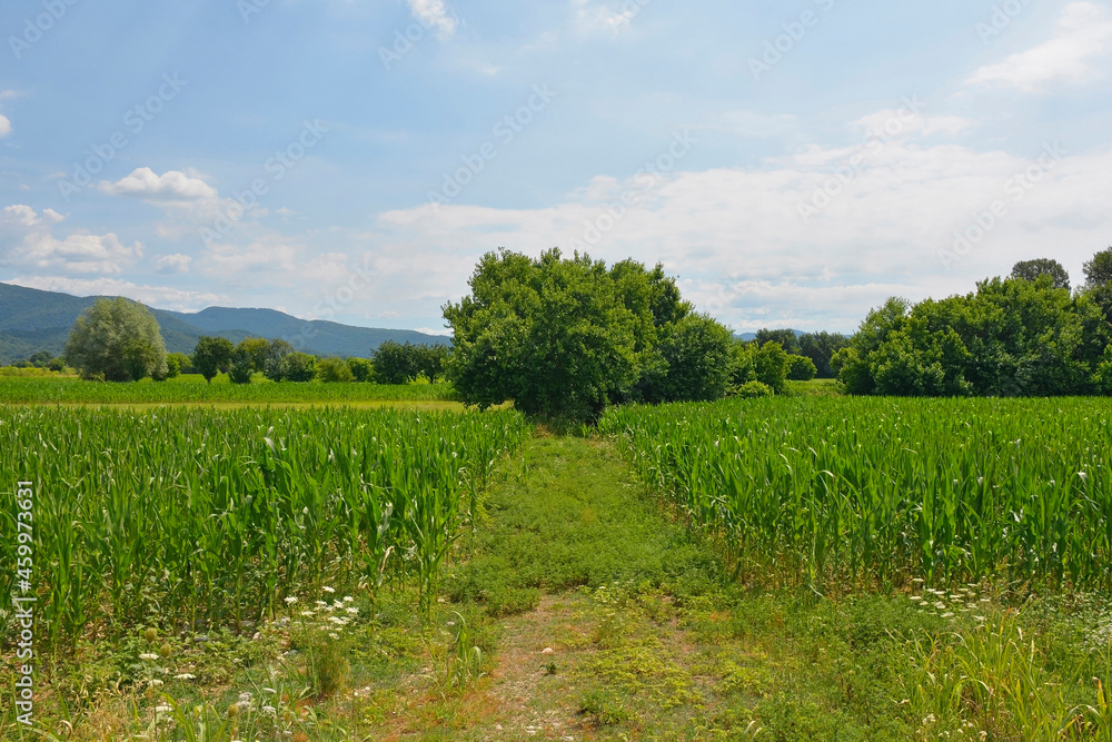 The early July landscape close to the north east Italian village of Ziracco in Friuli-Venezia Giulia
