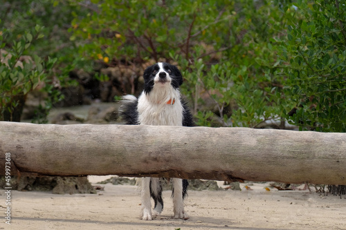 border collie jumping a trunk on the beach