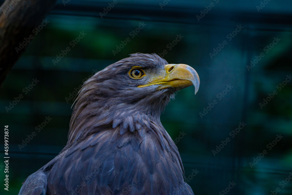 See-eagle See-eagle