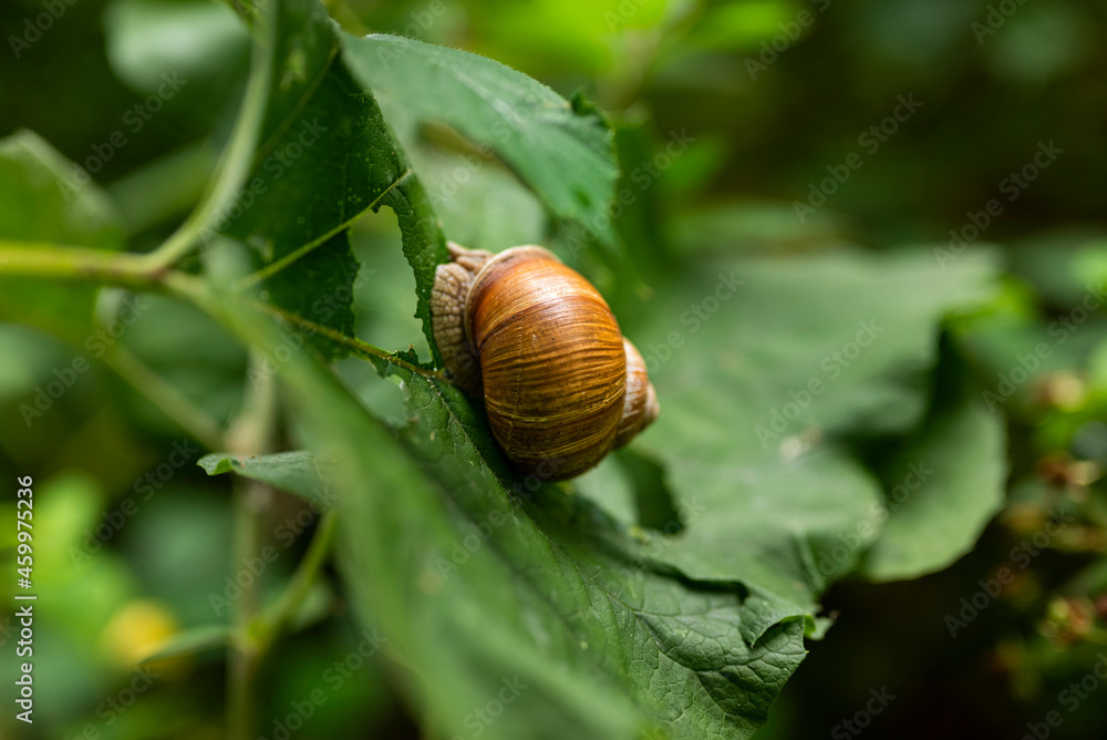 Close up of a Roman snail (Helix pomatia, other common names are Burgundy snail, edible snail, or escargot) on a green leaf, Weserbergland, Germany Close up of a Roman snail (Helix pomatia, other common names are Burgundy snail, edible snail, or escargot) on a green leaf, Weserbergland, Germany