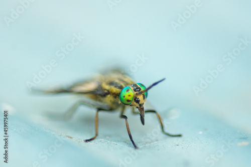 Twin-lobed deerfly or Horsefly (Chrysops relictus) closeup of head and body with brown metallic eyes, macrophoto with shallow dept of field
