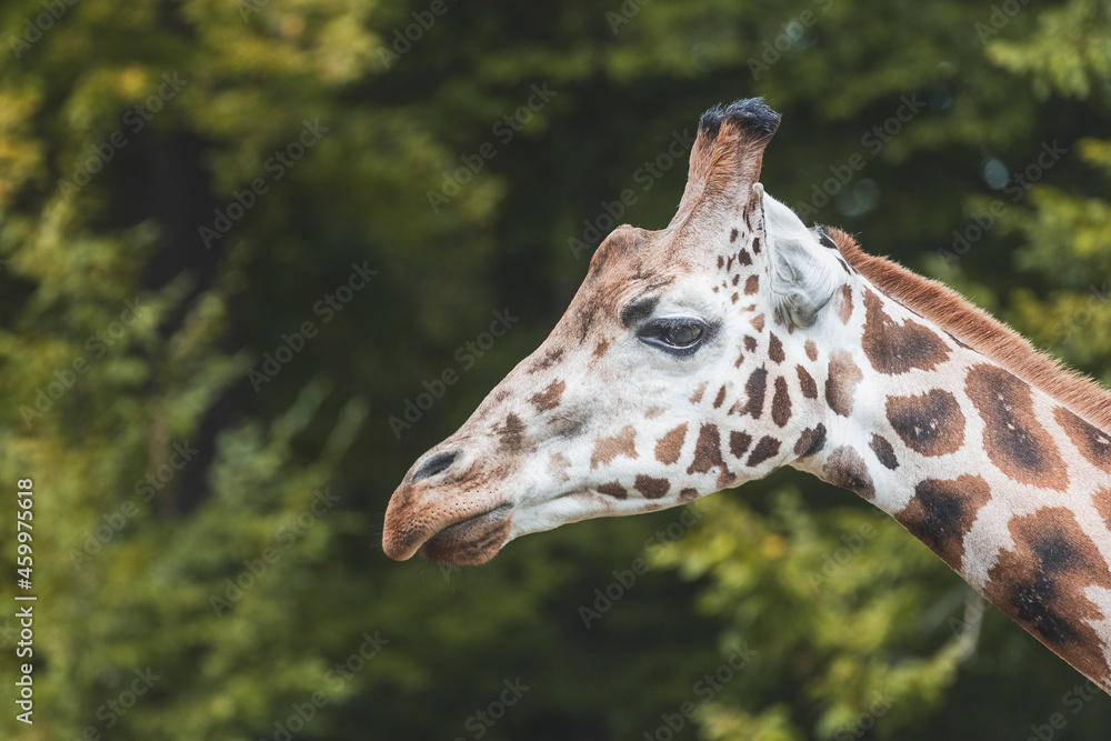 Girraffe head profile, side view. Wildlife animal close up portrait