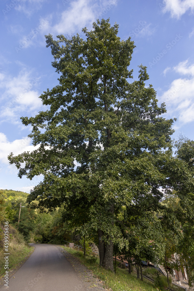 Obraz premium road in the forest