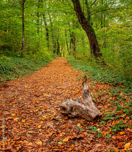 Pathway in the forest