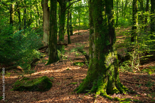 Beautiful forest scene with old  moss-covered beech trees  near Externsteine  Teutoburg Forest  Germany