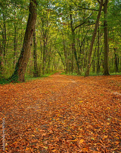 Pathway in the forest