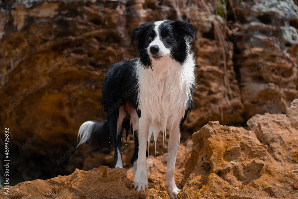 border collie dog on the rock beach