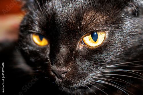 Black cat with yellow eyes. Pet.