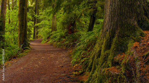 Easy walking forest trail lined with ferns and mossy trees on Burnaby Mountain near Simon Fraser University  BC  Canada.