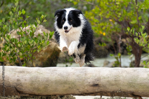 border collie jumping 