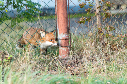 Ein Fuchs kommt durch ein Loch in einem Zaun