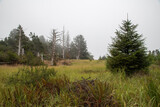 Misty Morning Plains Grass Walking Path Landscape River