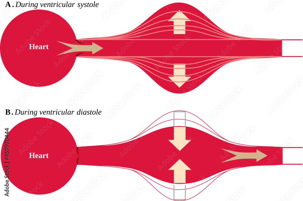 The concept of the Effect Windkessel เวกเตอร์สต็อก Adobe Stock