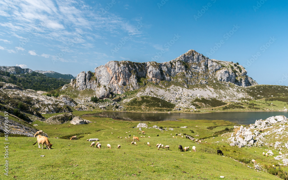 The Ercina lake, one of the group known as Lakes of Covadonga, in the Picos de Europa National Park (northern Spain)