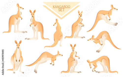 Set of cute adult kangaroo australian animal cartoon animal design vector illustration on white background